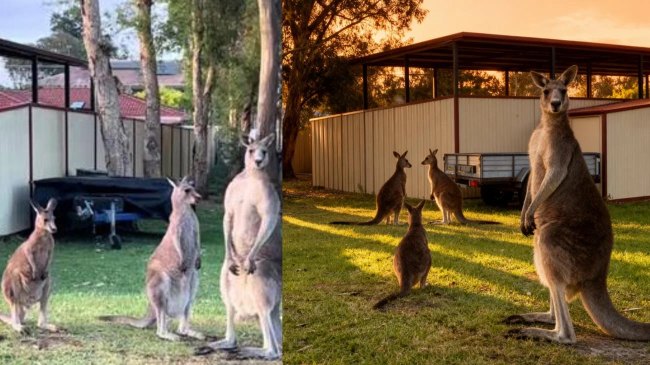 🦘🚔 I canguri poliziotto mantengono sicuro il quartiere #canguro #australia #incontrianimali #nelfrattempoinaustralia #animalicarini"